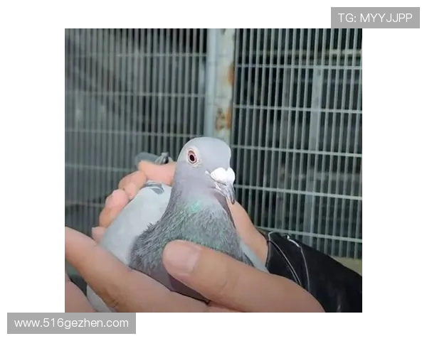 小哈吉任意球惊艳全场29年后重现父亲辉煌瞬间